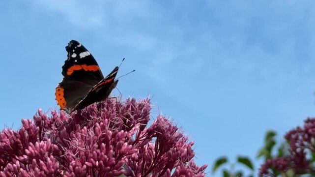 Close‑up of Vanessa atalanta with bold black, orange, and white wings on purple‑pink inflorescences