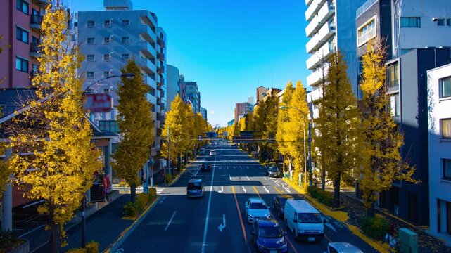 A timelapse of traffic jam at the yellow gingko street in Tokyo wide shot tilt