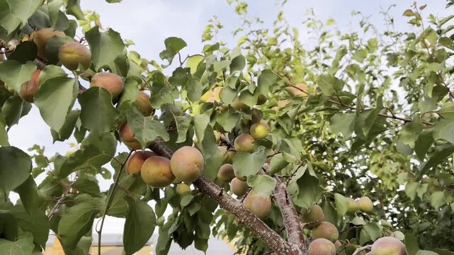Hand gently picks ripe apricots/apriums from a tree branch at the start of summer for harvest.