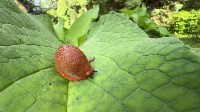 Arion vulgaris Spanish slug with orange-brown body on a textured green leaf in natural habitat