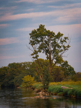 Serene river landscape featuring a tall green tree standing on the grassy bank under a cloudy evening sky