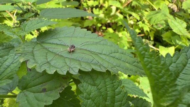 Daddy longlegs spider on Urtica dioica leaf amid dense green nettle foliage in daylight