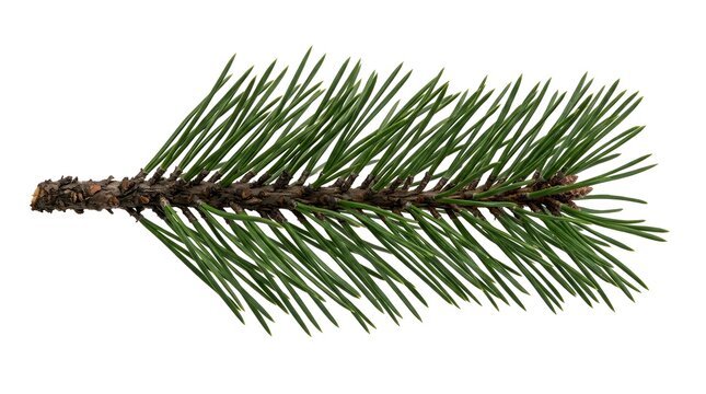 Fresh green pine branch isolated on white background