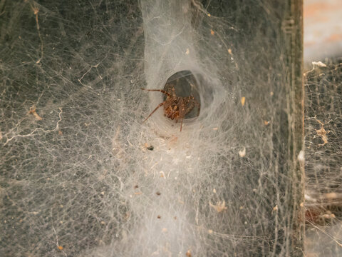 A small spider hiding inside its intricate funnel web spun on a wooden structure outdoors