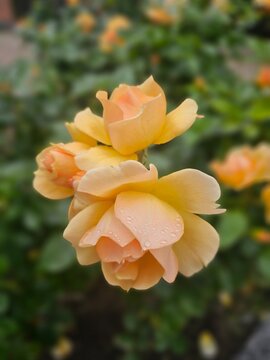 Close-up of a delicate peach-yellow rose with water droplets and soft green bokeh background