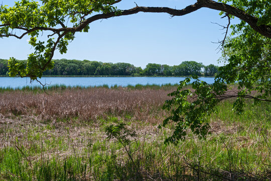 on edge of woodlands and marshes along rice lake in rice lake state park steele county minnesota