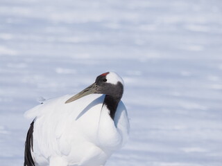 Obraz premium Red-Crowned Crane Standing in the Snow