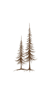 Two stylized evergreen trees with intricate roots - winter aesthetic