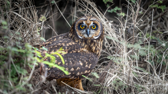 Short-eared owl in the midle of the trail at Puerto Egas, Santiago Island. Galapagos Islands are located in Ecuador. 
