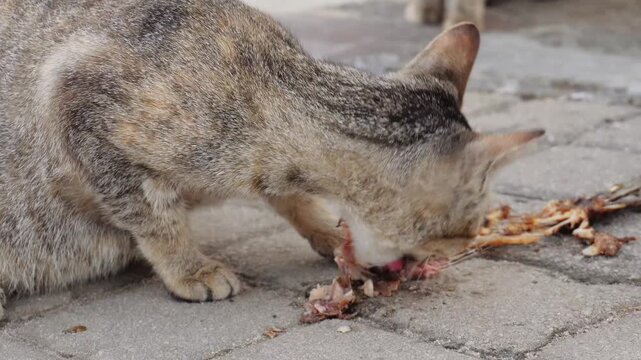 Stray cat eating raw meat on a paved surface outdoors.