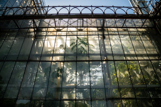Tall glass facade of historic palm greenhouse glows in sunlight, revealing silhouettes of tropical foliage behind misted panes, metal window divisions and ornate framework across upper section.