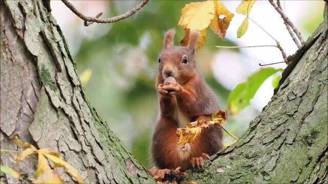 Eurasian red squirrel (Sciurus vulgaris) sitting on chestnut tree (Castanea), eating hazelnut, Hesse, Germany