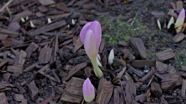 Autumn crocus (Colchicum autumnale) flower buds emerging from the ground among dark wood chips in autumn.