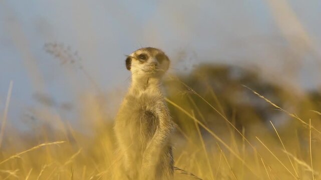 Meerkats (Suricata suricatta) in the grasslands, Makgadikgadi Pans National Park, Botswana