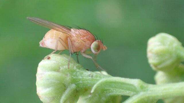 Fliege (Drosophilidae) putzt sich, Berlin, Deutschland