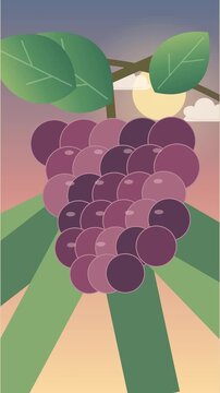Grappes de raisin rouge m&ucirc;r oscillant dans un vignoble au coucher du soleil