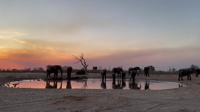 African elephants (Loxodonta africana) drink at a waterhole at sunset with reflection, Savuti, Chobe National Park, Botswana