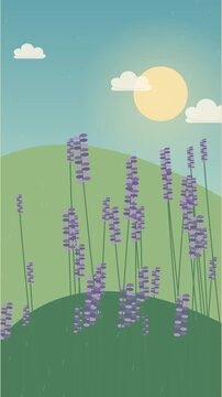 Lavande violette ondulant sous une pluie douce &eacute;clair&eacute;e par la lumi&egrave;re dor&eacute;e