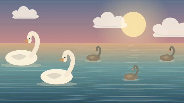 Cygnes blancs et canards glissant sur un lac calme au coucher du soleil