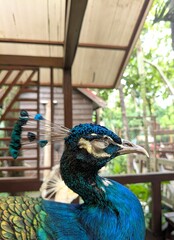Close-up side profile portrait of a beautiful Indian Blue Peacock with detailed crown feathers. © azzam baihaqi
