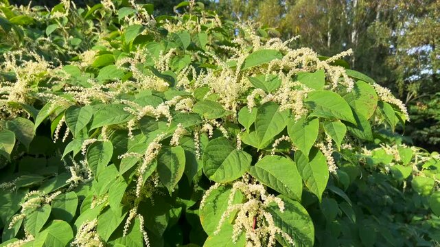 Flowering Japanese Knotweed (Fallopia japonica) an invasive plant in Abbek&aring;s, Skurup community, Scania, Sweden, Scandinavia