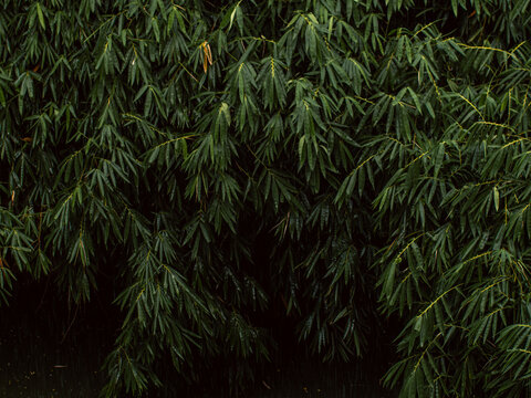 Dense Dark Green Bamboo Foliage Texture with Twisted Branches