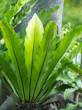 Wavy Bird's Nest Fern Leaves in Lush Green Tropical Garden Light