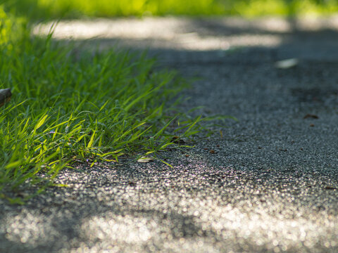 Wet Asphalt Pathway Edge Glistening with Water Droplets Beside Green Grass