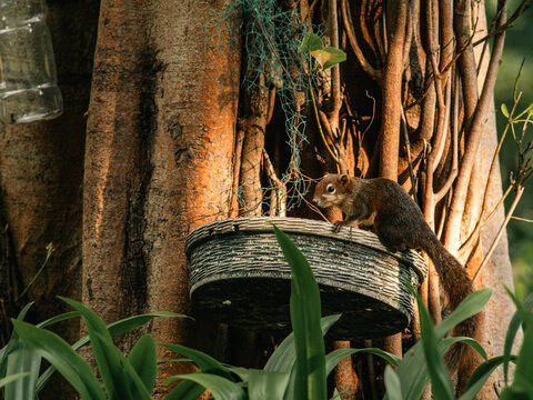 Squirrel Perched on Old Wicker Planter Amid Tangled Vines and Roots
