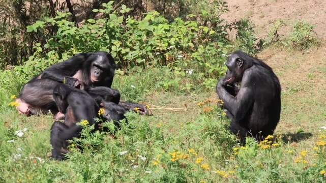 Bonobo (Pan paniscus), dwarf chimpanzee, adult, female, young, relaxed, resting, social behavior, grooming, mother, two animals, group, Democratic Republic of Congo