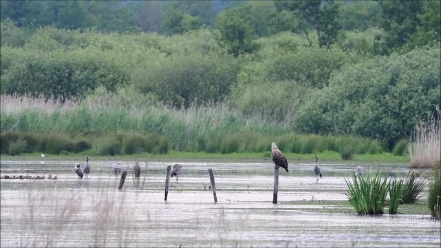 White-tailed eagle (Haliaeetus albicilla) and common crane (Grus grus) in the Meerbruchwiesen, Steinhuder Meer, Lower Saxony