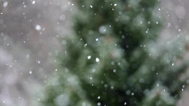 Snowflakes, snow flurries in the forest, abstract background, slow motion, Mondseeland, Salzkammergut, Upper Austria, Austria