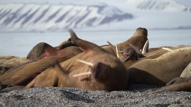 Video Walrus (Odobenus rosmarus) Svalbard, Norwegian Arctic, Norway
