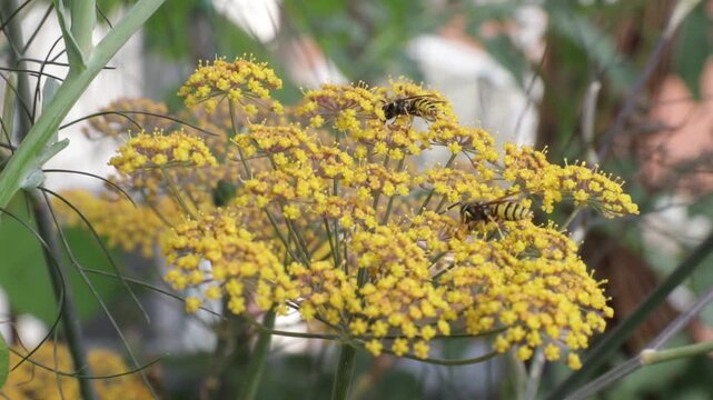 Wasps on bush umbels, bronze fennel, Wilhelmsburg, Hamburg, Germany