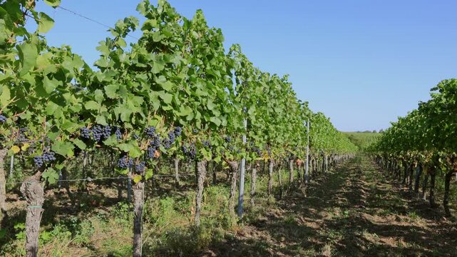 Vineyard, vineyard, vineyard, Wingert, Wengert, grape, August, summer, ripe, shortly in front of harvest, Ellerstadt, Rhineland-Palatinate, Germany