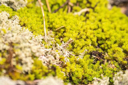 Bright green moss and pale lichen on a natural surface