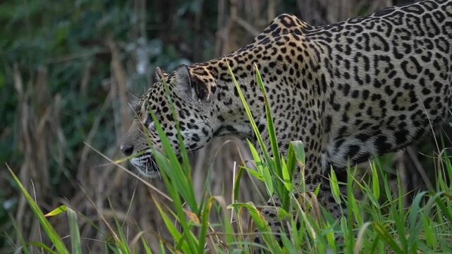 Video Slow Motion Jaguar (Panthera Onca) on the prowl, Matto Grosso do Sul, Pantanal, Brazil, South America
