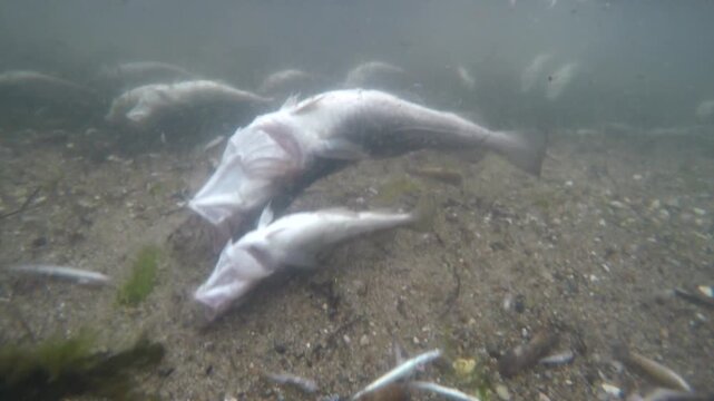 Atlantic cod (Gadus morhua), dead, fish kill, lack of oxygen, water from a deep-water dead zone washes into Eckernf&ouml;rde Bay, environmental disaster, pollution, Baltic Sea, Eckernf&ouml;rde, Germany