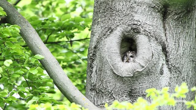 Eurasian jay (Garrulus glandarius) attacked Tawny owl (Strix aluco) in his hollow tree, Hesse, Germany