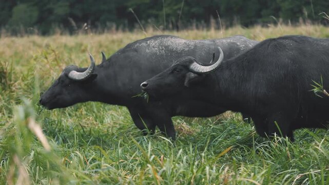 Grazing water buffalo (Bubalus arnee), Gm&uuml;nd, Lower Austria, Austria