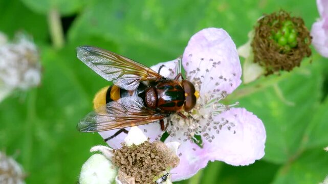 Hornet Hoverfly (Volucella zonaria), Devon, England, United Kingdom