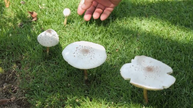 Hand reaching out to touch white wild mushrooms growing on green lawn in garden