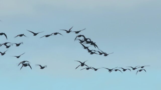 Brent Goose (Branta bernicla) in flight, Devon, England, United Kingdom
