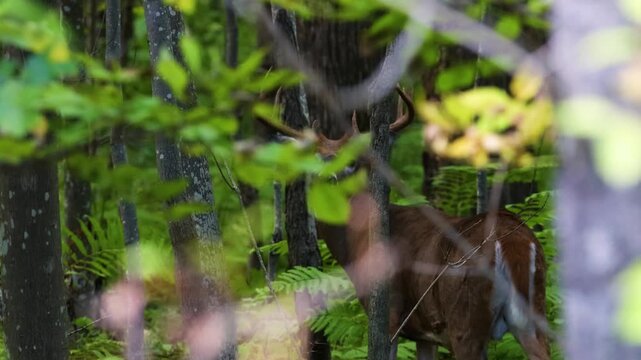 Mature whitetail buck stands concealed in forest then walks away