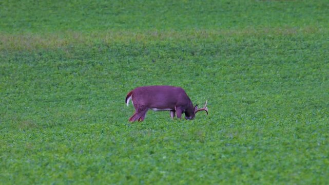 Mature whitetail buck feeds head down in late summer alfalfa field