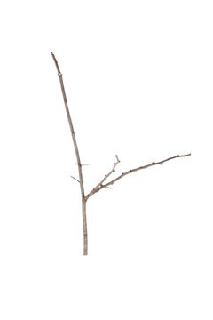 Dry forked tree branch isolated on white background with clipping path