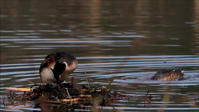 Great crested grebe (Podiceps cristatus) on nest, turning egg, Hesse, Germany