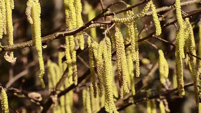 Flowering hazel (Corylus) in Ystad, Scania, Sweden, Scandinavia