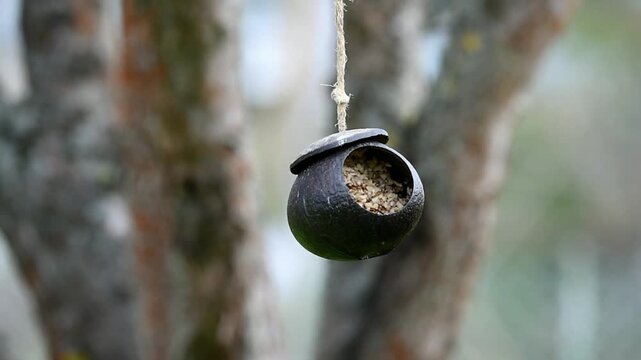 Common starling (Sturnus vulgaris) eats bird food from a bird house