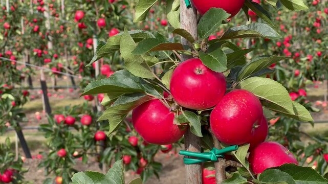 Apple plantation of Discovery apples in &Ouml;sterlen fruit district, Kivik, Scania, Sweden, Scandinavia